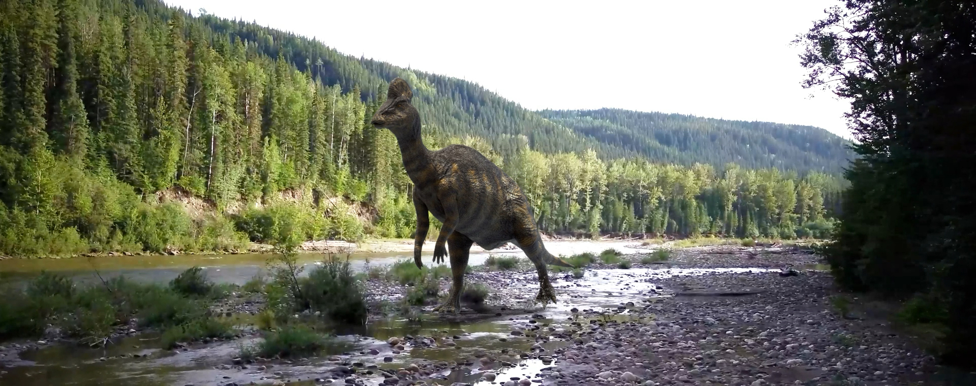 Un Corythosaurus jaune et vert marche sur deux pattes le long d’une rive boueuse parsemée de roches. La rivière traverse une vallée boisée.